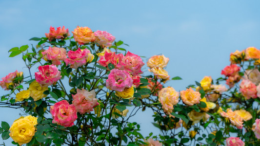 玫瑰金色手环摄影照片_五颜六色的玫瑰花海初夏玫瑰花花园盛开摄影图配图