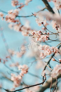樱花夏日蓝天创意植物摄影图配图