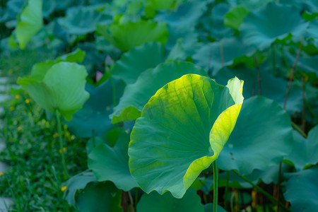 菩萨发光摄影照片_发光的荷叶夏天荷叶户外俯拍摄影图配图