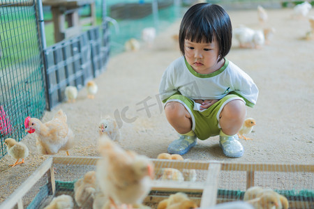 鸡娃摄影照片_喂鸡的小女孩下午女孩鸡农场蹲着摄影图配图