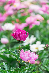 院子芍药摄影照片_立夏早上彩色芍药中药花田植物摄影图配图