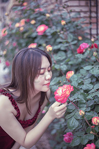 蔷薇花墙摄影照片_夏天蔷薇花植物早上美女户外闻花香摄影图配图