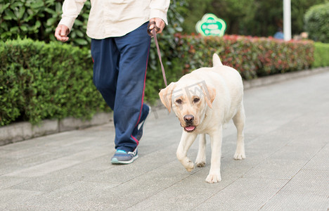 人遛狗