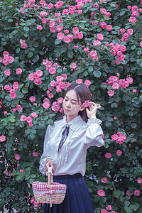 琉璃蔷薇摄影照片_夏季早上花草美女户外蔷薇花植物摄影图配图