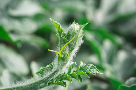 植物清晨西瓜秧西瓜地芽尖成长摄影图配图