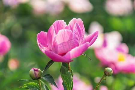 花花卉摄影照片_立夏早上粉红色芍药花花田植物摄影图配图