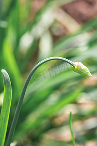 植物早晨韭菜苔野外采摘摄影图配图