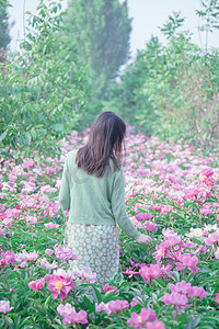 花开摄影照片_立夏早上美女人物户外芍药花花田摄影图配图