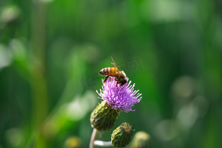 花草夏季蓟草花蜜蜂室外采蜜摄影图配图