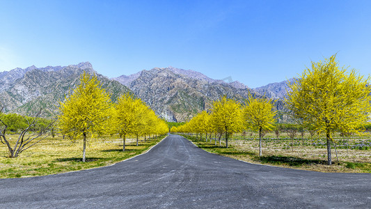 树木道路摄影照片_七彩大地园区景观上午树木道路春季素材摄影图配图