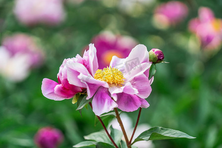 粉色夏天背景摄影照片_芍药花早上立夏植物花田夏天摄影图配图