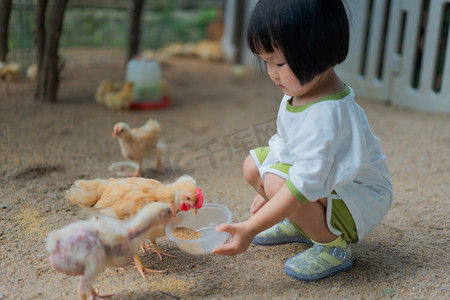 喂鸡的女孩下午鸡女孩农庄喂鸡摄影图配图