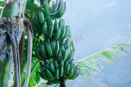 香蕉摄影照片_天空清晨植物绿植吃香蕉摄影图配图