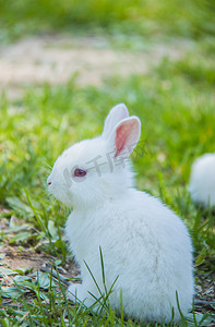 兔子头简笔摄影照片_小动物白天兔子室外抓拍摄影图配图