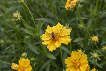 动物世界白天蜜蜂采蜜公园植物昆虫实拍摄影图配图