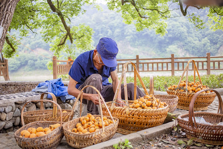 季节水果白昼枇杷室外无摄影图配图