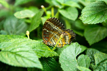 春季蝴蝶摄影照片_动物白天一只蝴蝶叶子上停留摄影图配图