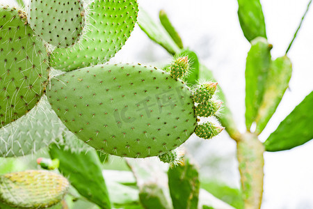 仙人掌png摄影照片_植物仙人掌白天热带仙人掌户外热带植物园无摄影图配图