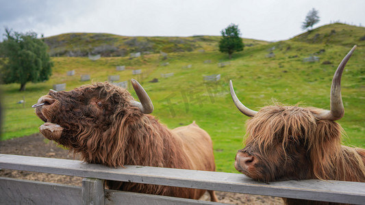 苏格兰高地牛下午牛牧场大头摄影图配图