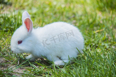 可爱兔子摄影照片_小动物萌宠白天兔子室外抓拍摄影图配图