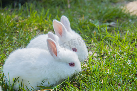 可爱萌宠兔子摄影照片_两只动物白天小白兔室外抓拍摄影图配图