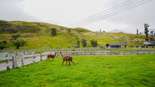 羊驼下午羊驼牧场农场全景摄影图配图