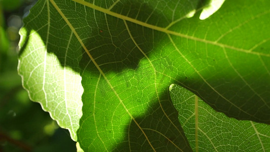 绿叶放大纹路细节高清
