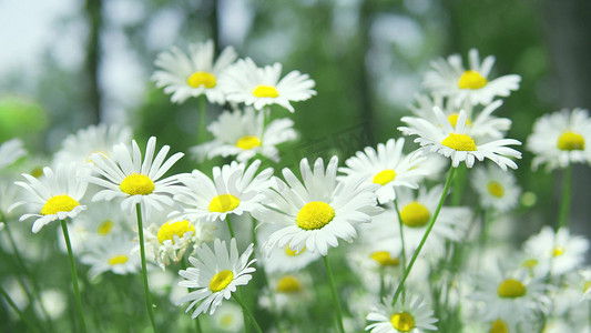 唯美雪花海报摄影照片_夏日夏天风景唯美小雏菊植物