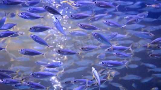 水族馆小鱼鱼缸高清