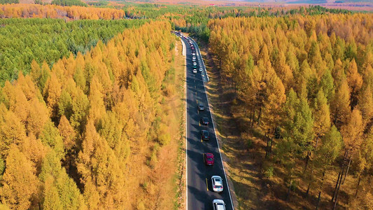 秋季里金色松林中的公路车流