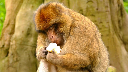 野生苹果摄影照片_野生动物园猴子高清特写实拍