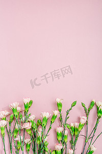 粉红色背景图摄影照片_植物白天康乃馨粉色背景摆放摄影图配图