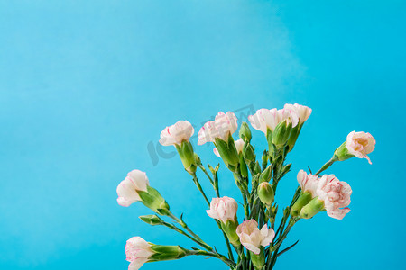 教师节粉色摄影照片_节日白天康乃馨蓝色背景摆放摄影图配图