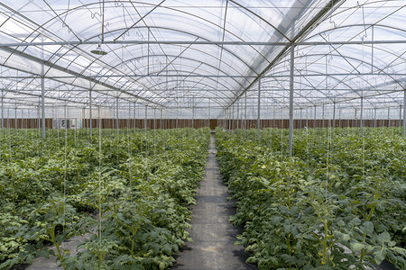 农业温室大棚蔬菜种植摄影图配图