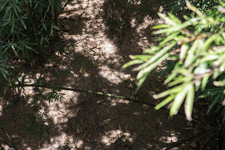 竹林，竹子，竹叶摄影照片_竹林阴影下午竹叶竹林无摄影图配图