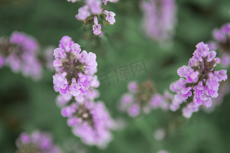 紫色小花朵下午花朵田里无摄影图配图