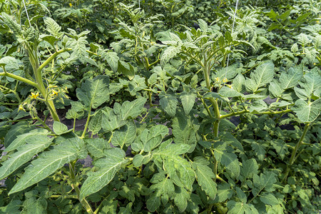 绿色蔬菜基地摄影照片_农业种植基地蔬菜番茄树摄影图配图