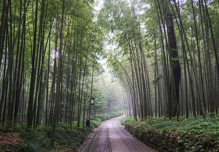 清明清明节摄影照片_杭州清明雨后云溪竹径竹林风景摄影图摄影图配图