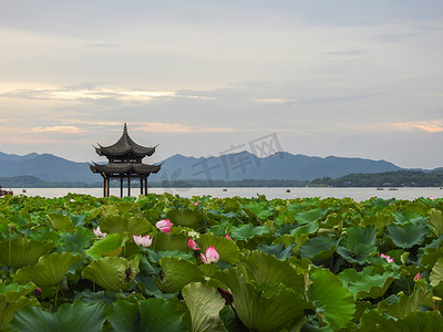 荷花塘水墨画摄影照片_杭州西湖曲院风荷荷花摄影图摄影图配图