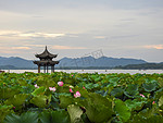 杭州西湖曲院风荷荷花摄影图摄影图配图