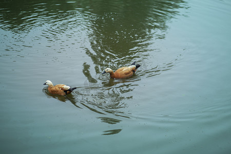衣服泡在水里摄影照片_水里的鸭子下午鸭子湖水无摄影图配图