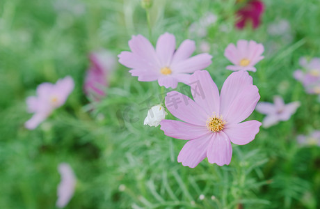 夏天清新鲜花花朵植物摄影图配图