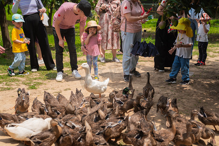 幼儿园娃娃摄影照片_喂鸭子的女孩下午儿童户外全身摄影图配图