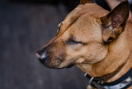领养狗狗摄影照片_德国牧羊犬宠物狗狗动物摄影图配图