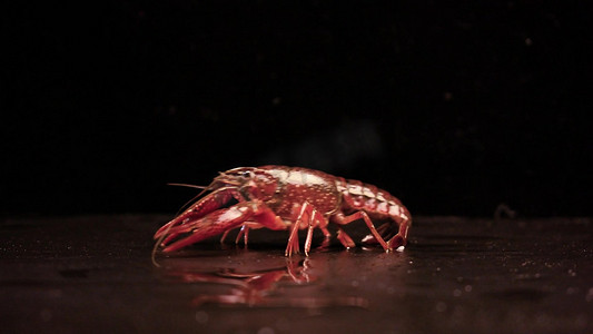 美食小龙虾背景摄影照片_黑色背景上一只鲜活的小龙虾