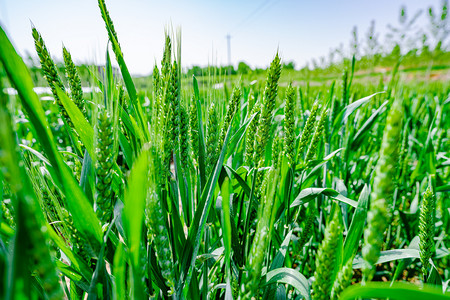 绿色麦子摄影照片_夏天田野风光光照下麦田户外风中舞动的小麦摄影图配图