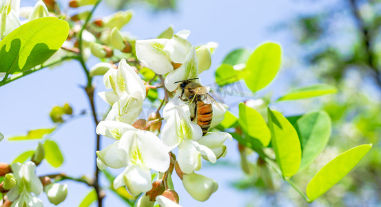 清新花朵摄影照片_夏天风光阳光下蜜蜂采蜜户外槐花盛开摄影图配图