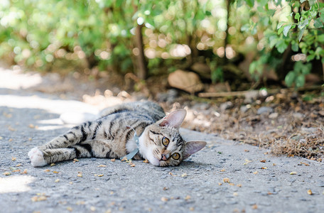 温馨人与萌宠猫咪摄影照片_猫咪宠物狸花猫萌宠田园猫摄影图配图