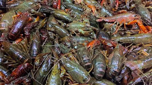 实拍美食鲜活食材水产河鲜小龙虾