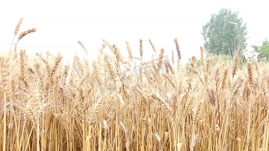 小麦从绿色逐渐变黄 金黄的麦子